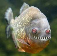 UchanSu